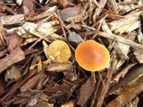 Conocybe rugosa image
