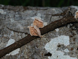 Hemimycena candida image