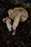 Tricholoma arvernense image