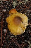 Tricholoma arvernense image