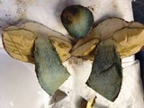 Leccinum manzanitae image