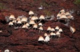 Mycena pseudoinclinata image