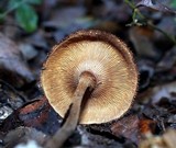 Lentinus velutinus image