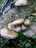 Sarcomyxa serotina image