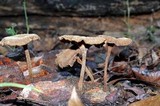 Lentinus velutinus image