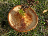 Paxillus involutus image