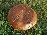 Paxillus involutus image