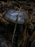Lactarius pseudomucidus image