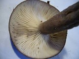 Lactarius pseudomucidus image