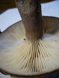 Lactarius pseudomucidus image