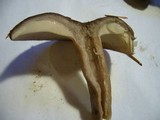 Lactarius pseudomucidus image