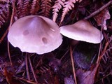 Tricholoma saponaceum image