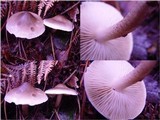 Tricholoma saponaceum image