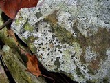 Lecidea cyrtidia image