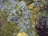 Lecidea cyrtidia image