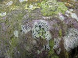 Lecidea cyrtidia image