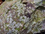 Lecidea cyrtidia image