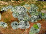 Lecidea cyrtidia image