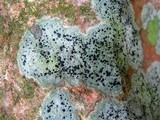 Lecidea cyrtidia image