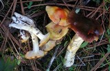 Hygrophorus arenicola image