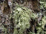 Ramalina pollinaria image