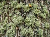 Ramalina pollinaria image