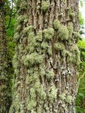 Ramalina pollinaria image