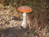 Amanita persicina image