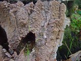 Phlebia rufa image