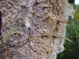 Phlebia rufa image