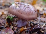 Cortinarius purpurascens image