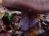 Cortinarius purpurascens image