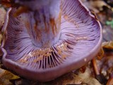 Cortinarius purpurascens image