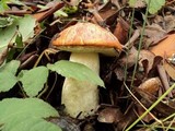 Leccinum manzanitae image