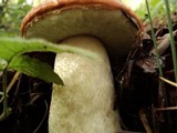 Leccinum manzanitae image