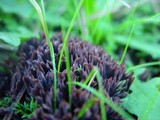 Thelephora palmata image