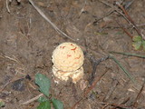 Amanita persicina image