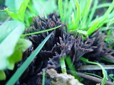Thelephora palmata image