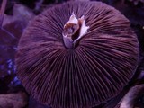 Agaricus silvaticus image
