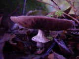 Agaricus silvaticus image