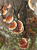 Ganoderma sessile image