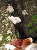 Ganoderma sessile image