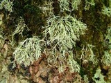 Ramalina intermedia image