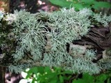 Ramalina intermedia image