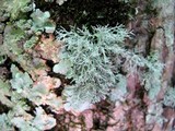 Ramalina intermedia image