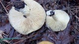 Floccularia albolanaripes image