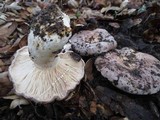 Lactarius argillaceifolius image