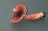Russula queletii image