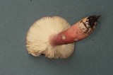 Russula queletii image