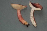 Russula queletii image